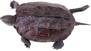 Turtle PNG-24723